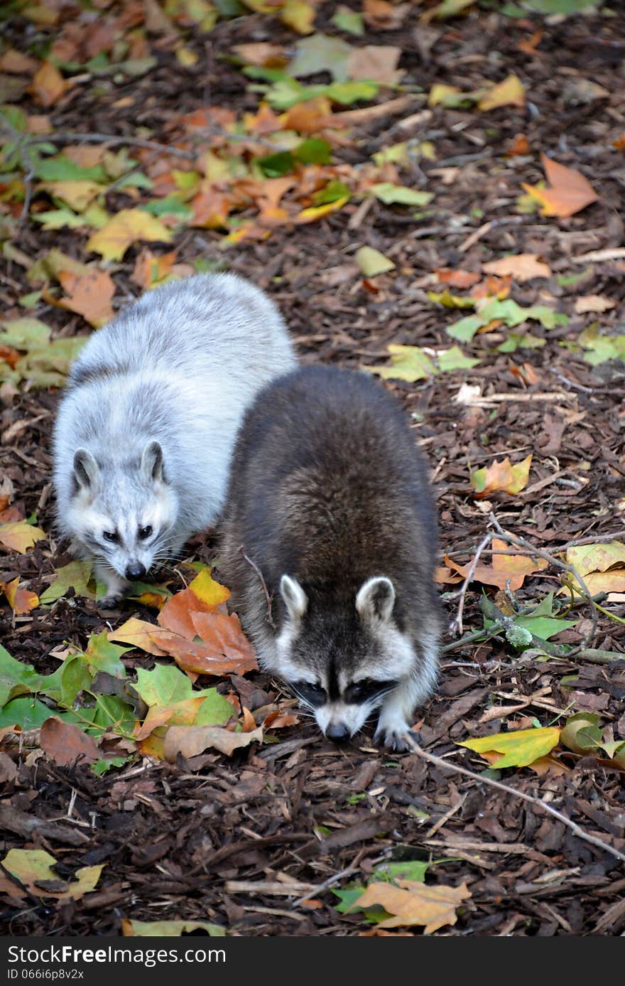 Two raccoons at the zoo in Antwerp.