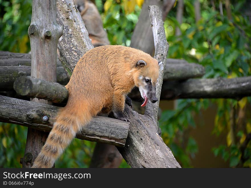 Coati