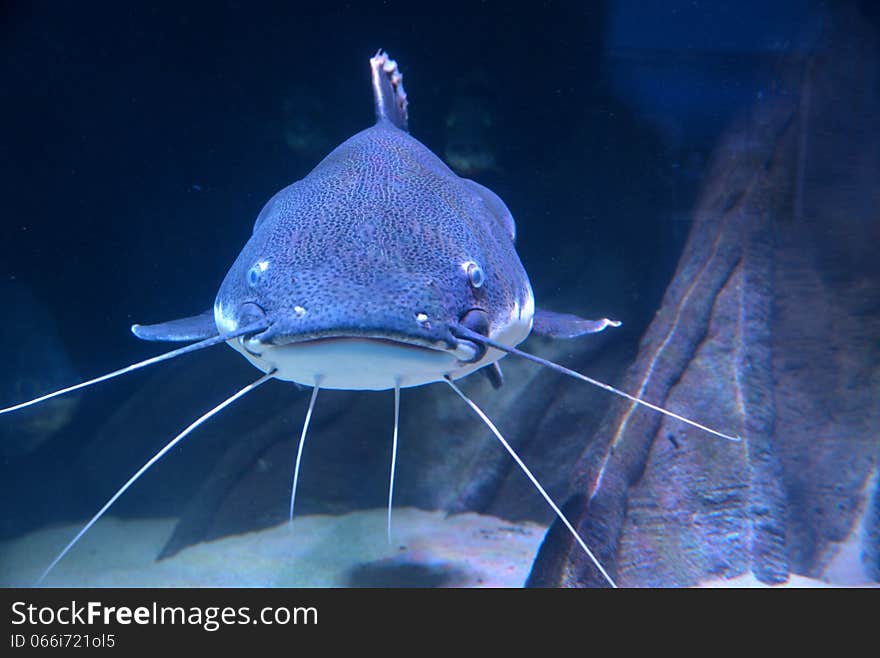 A big fish in an aquarium at the zoo in Antwerp.