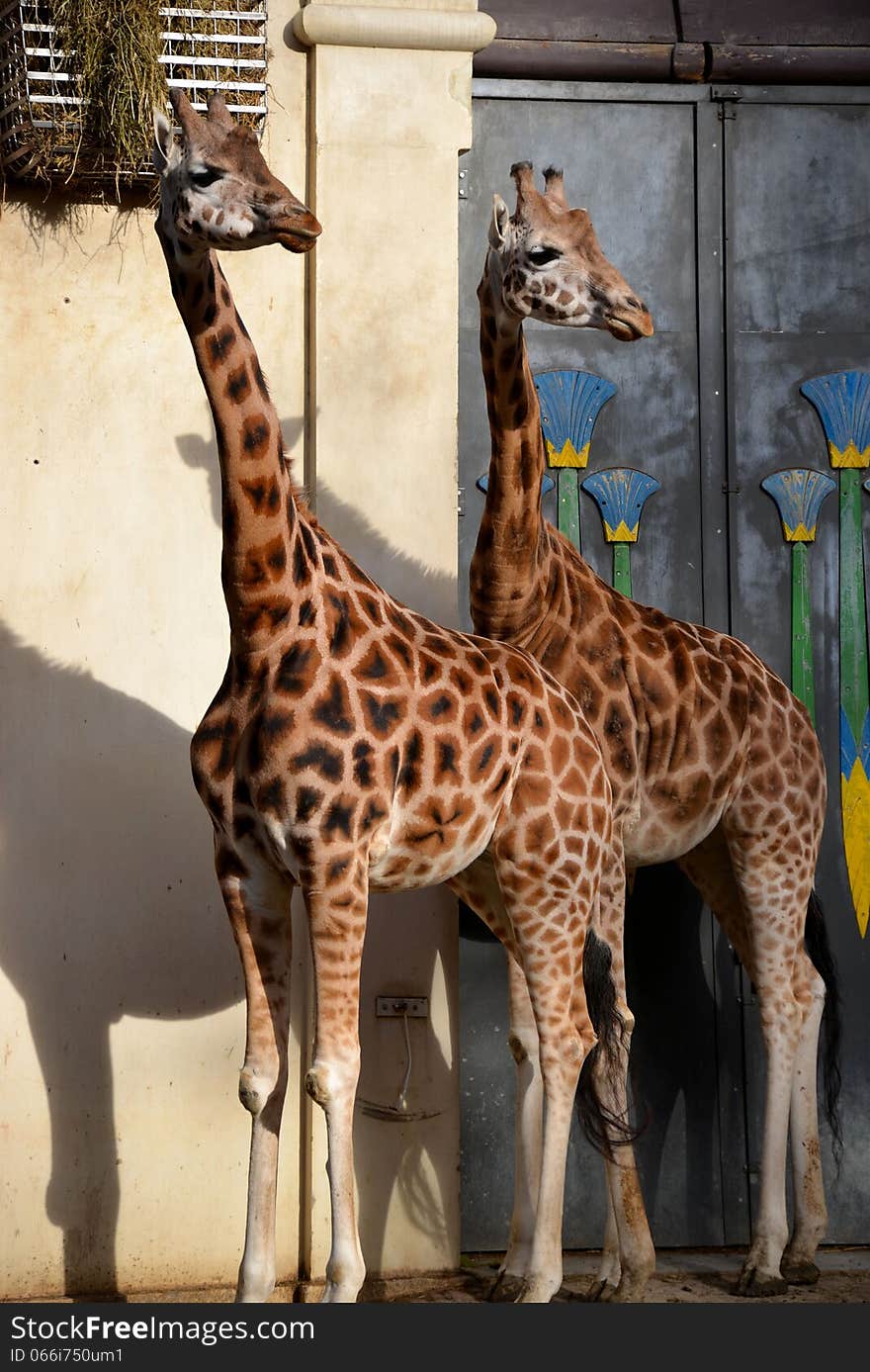 Two giraffes at the zoo in Antwerp.