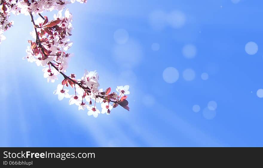 Pale blue moving abstract background. The branch with white cherry blossom trembling in the wind. Pale blue moving abstract background. The branch with white cherry blossom trembling in the wind