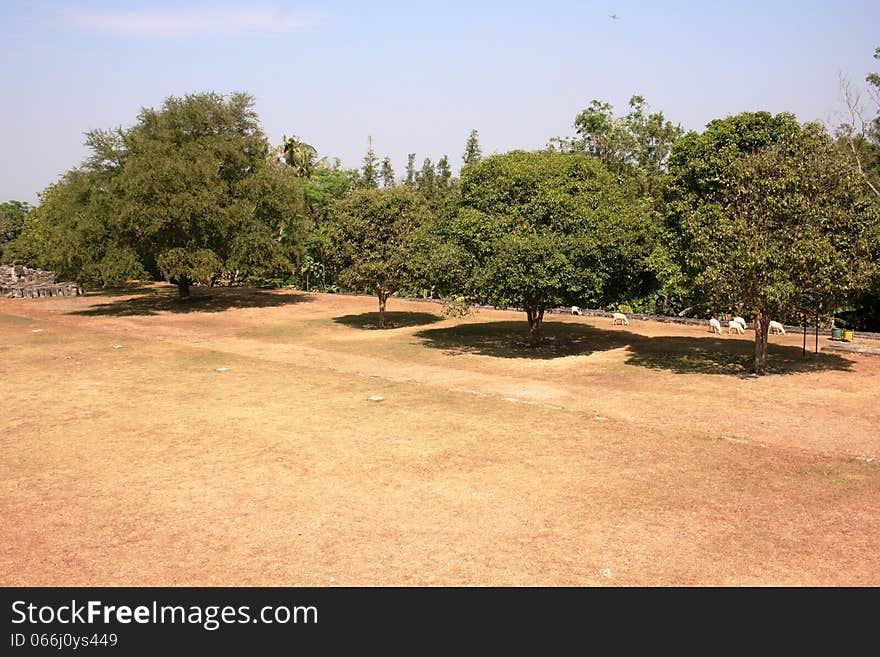 Trees in Boko temple area