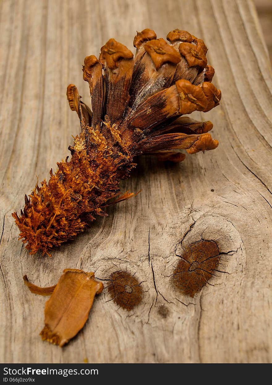 A peeling of a pine cone pedals.