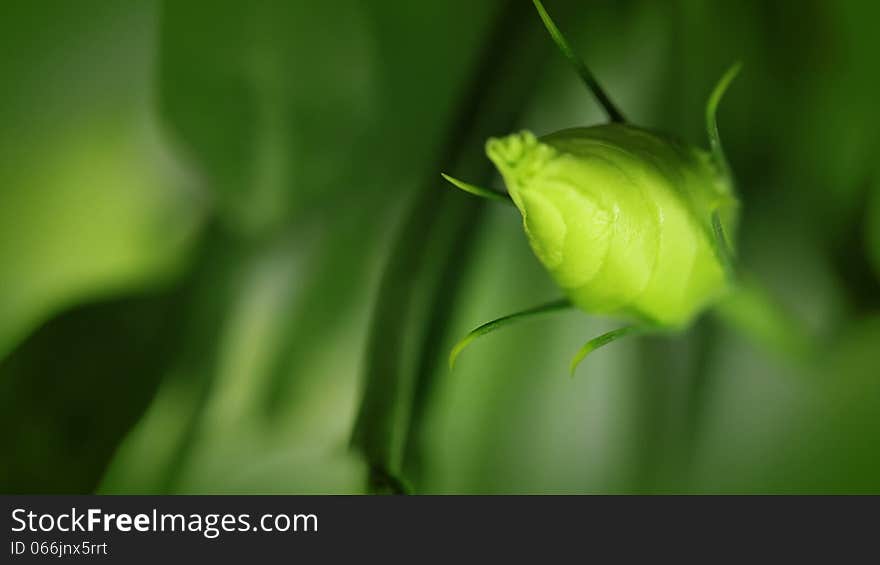 Background without focus. Young green bud and delicate white flower. Background without focus. Young green bud and delicate white flower