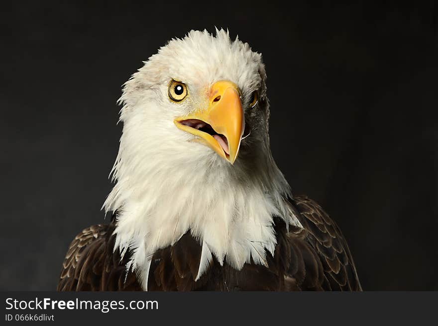 Studio Portrait of Bald Eagle