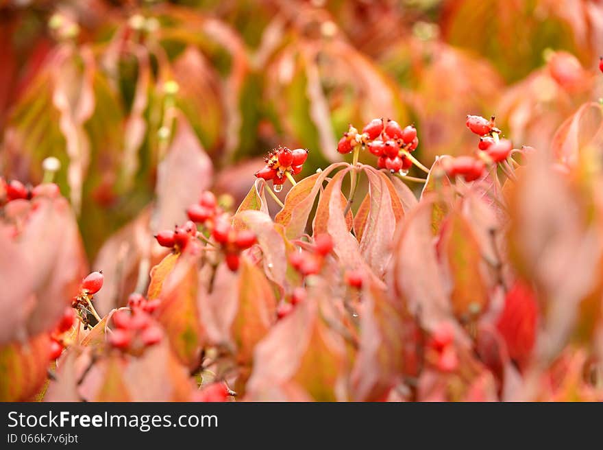 Dogwood tree branches with flowering buds in early Fall. Dogwood tree branches with flowering buds in early Fall