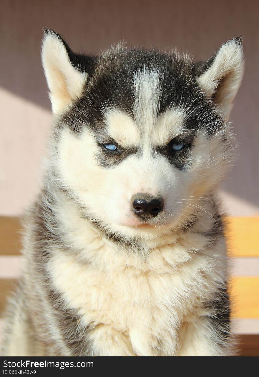 Portrait Of Husky Puppy