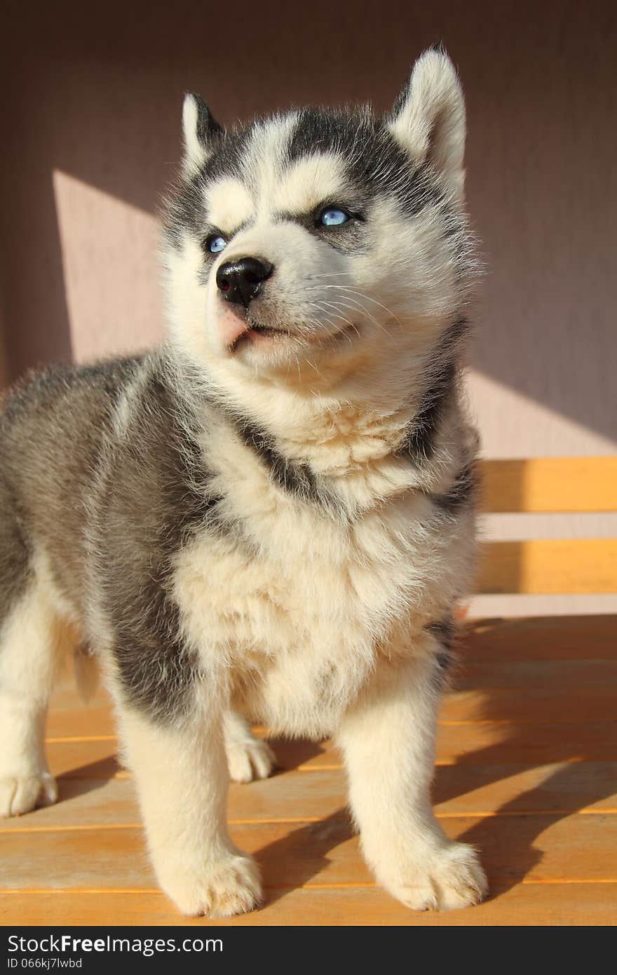 Portrait Of Husky Puppy