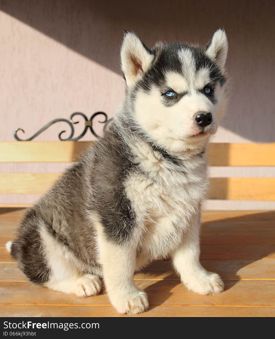 Portrait Of Husky Puppy