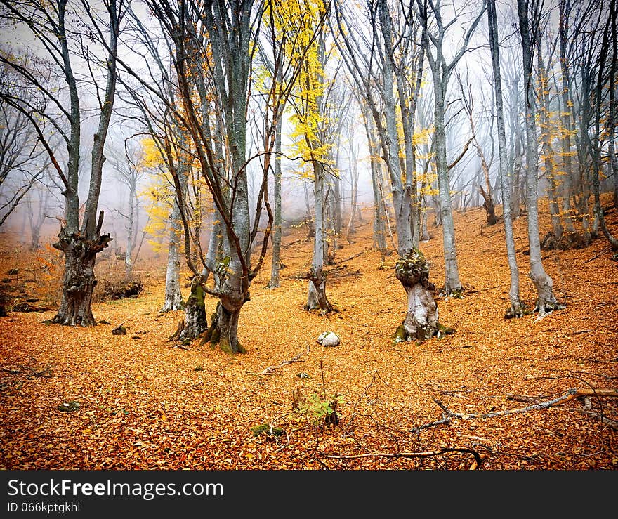 Bright yellow leaves in the fairy autumn forest