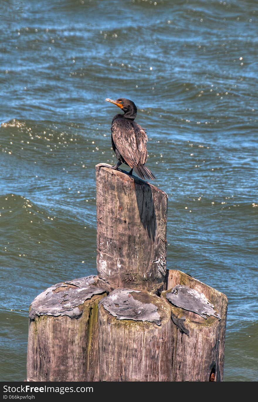 Black Cormorant