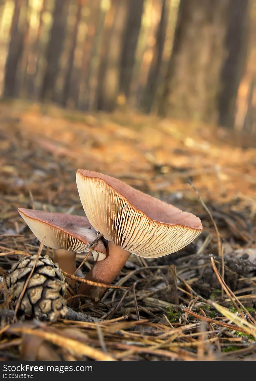 Mashrooms growing n the wood closeup. Mashrooms growing n the wood closeup.