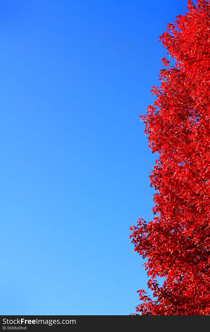 Bright red Autumn leaves against bright blue. Copy space. Can be flipped or turned if needed. Bright red Autumn leaves against bright blue. Copy space. Can be flipped or turned if needed