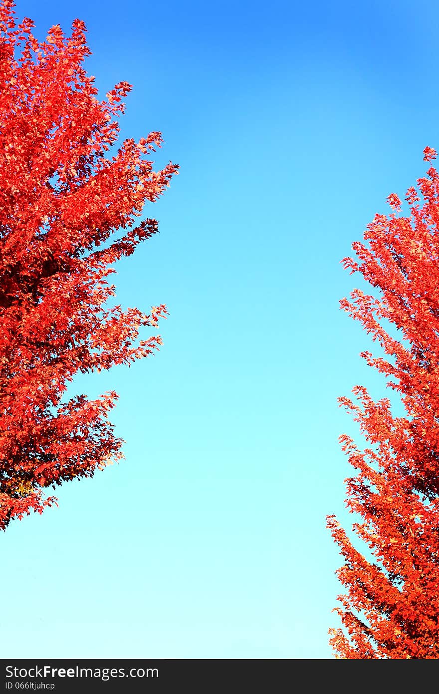 Bright red Autumn leaves against variegated blue. Copy space. Can be flipped or turned if needed. Bright red Autumn leaves against variegated blue. Copy space. Can be flipped or turned if needed