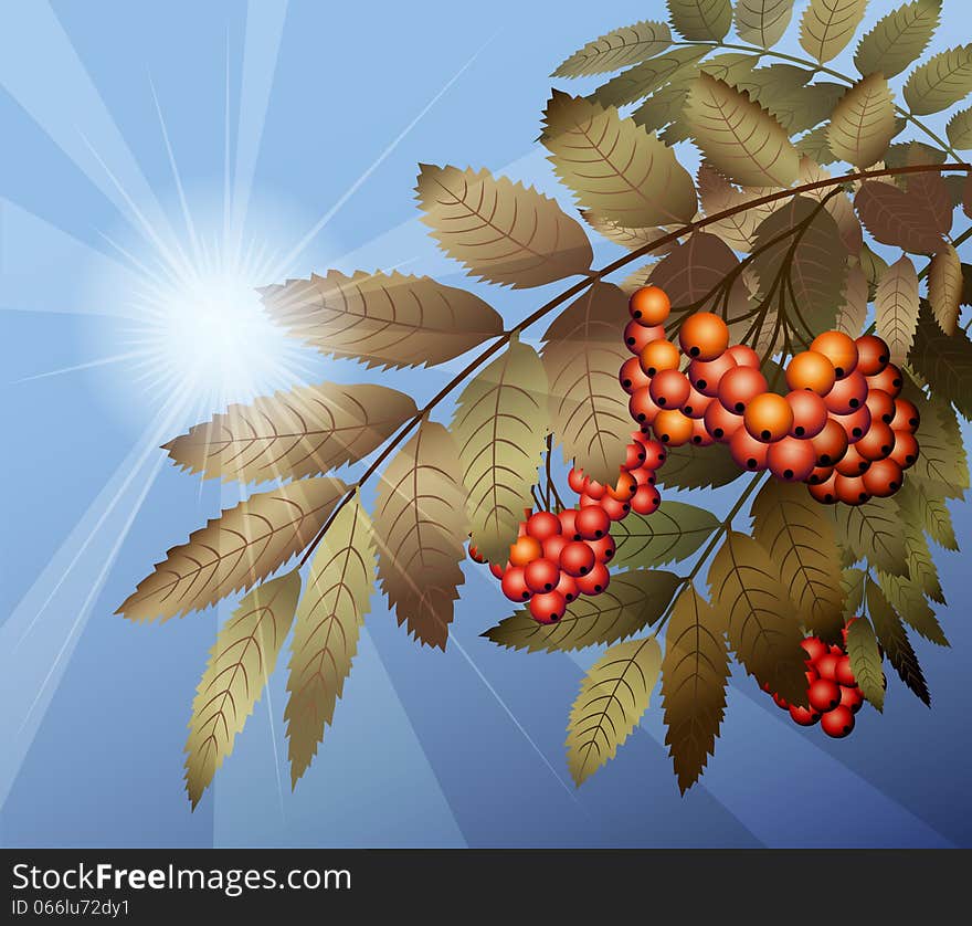 Illustration with cluster of mountain ash against clear cloudless sky