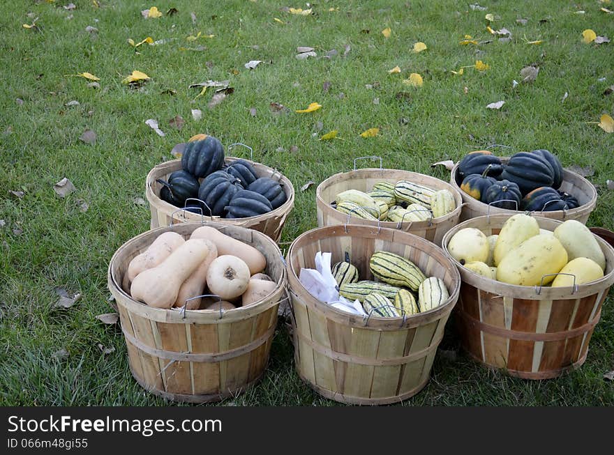 Baskets full of squash