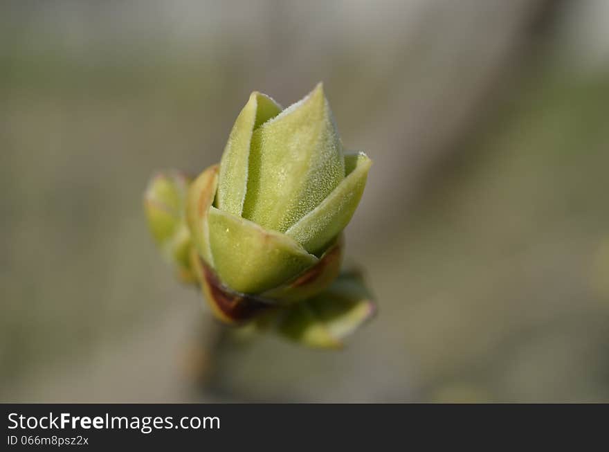 Young and tender Lilac leaf bud up close