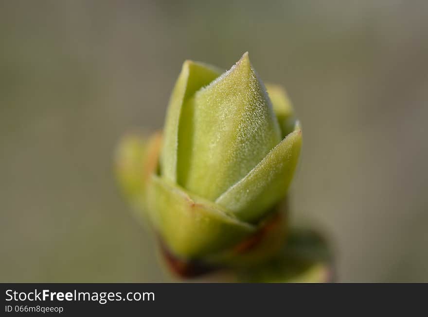 Young and tender Lilac leaf bud up close