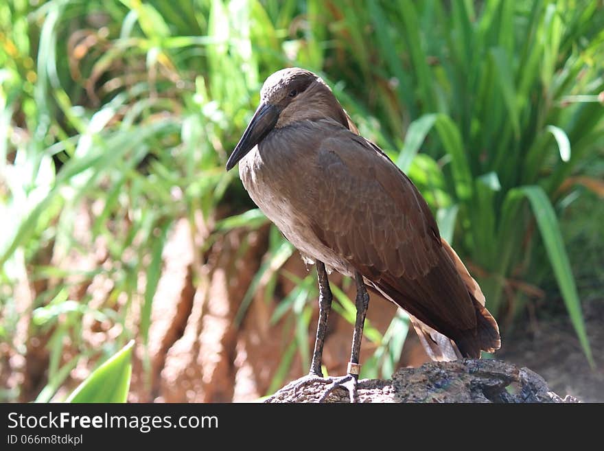 Hammercop bird