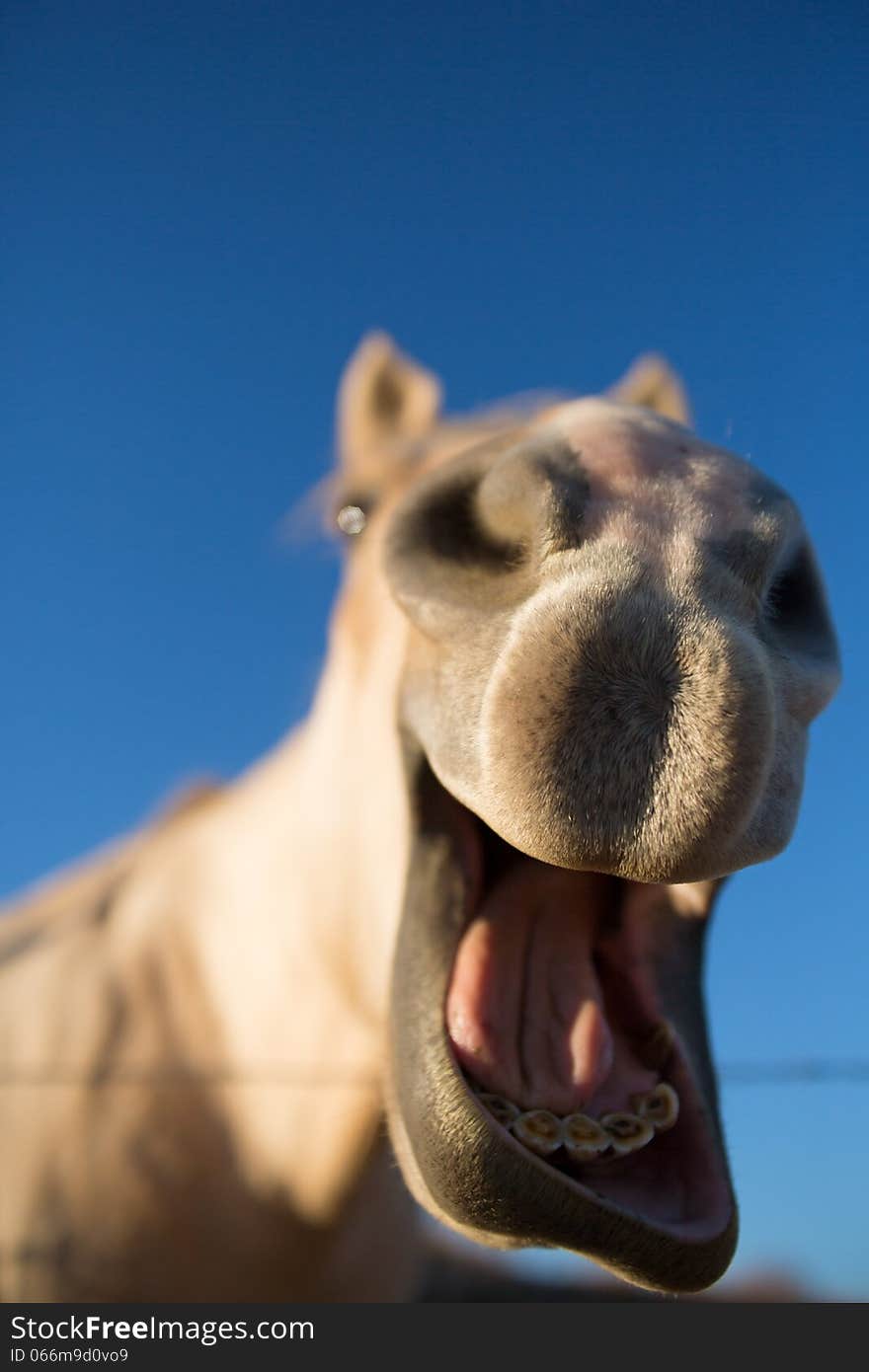 Funny outdoor portrait of a Palomino horse head in front of deep blue sky background. Funny outdoor portrait of a Palomino horse head in front of deep blue sky background.