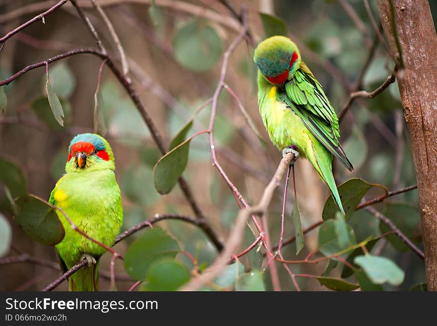 Australian swift parrots sitting on a tree. Australian swift parrots sitting on a tree.