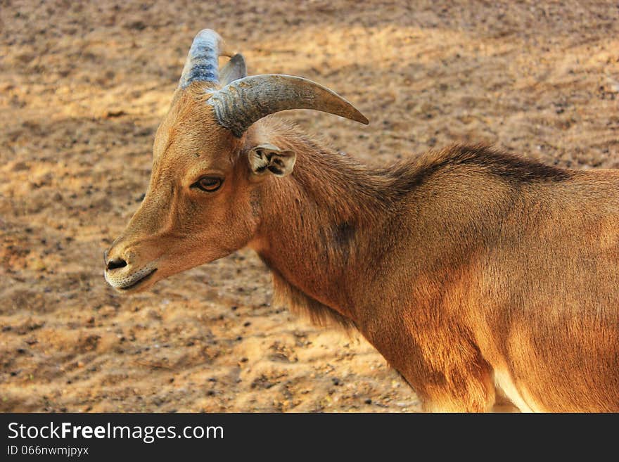 Face of a dear with its brown eyes in the zoo. Face of a dear with its brown eyes in the zoo