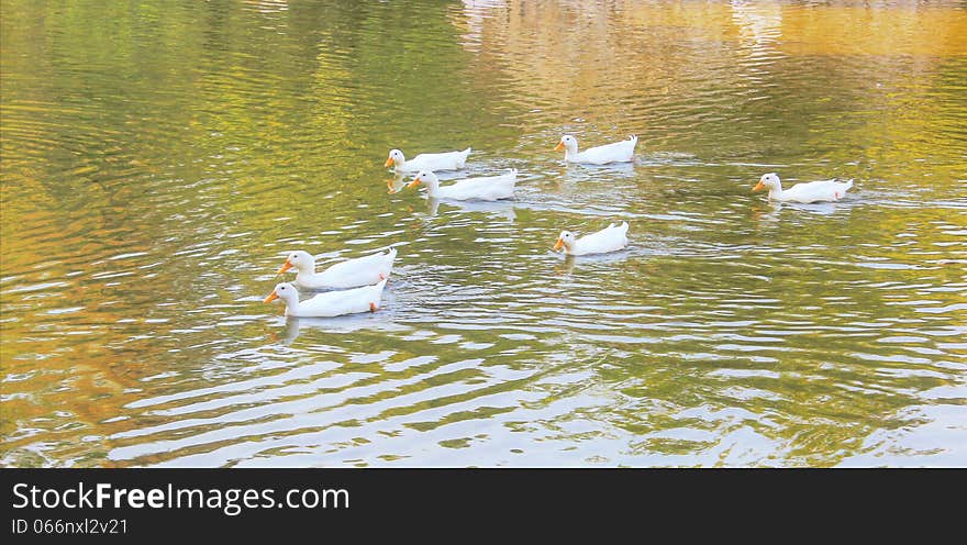 Group of ducks swimming happily in the lake. Group of ducks swimming happily in the lake