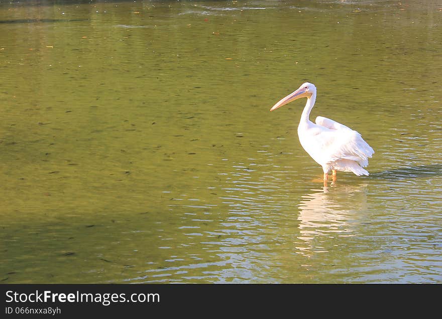 A Swan In The Lake