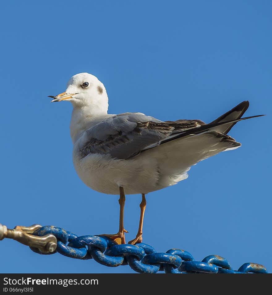 Seagull resting on chain in the harbor of trani