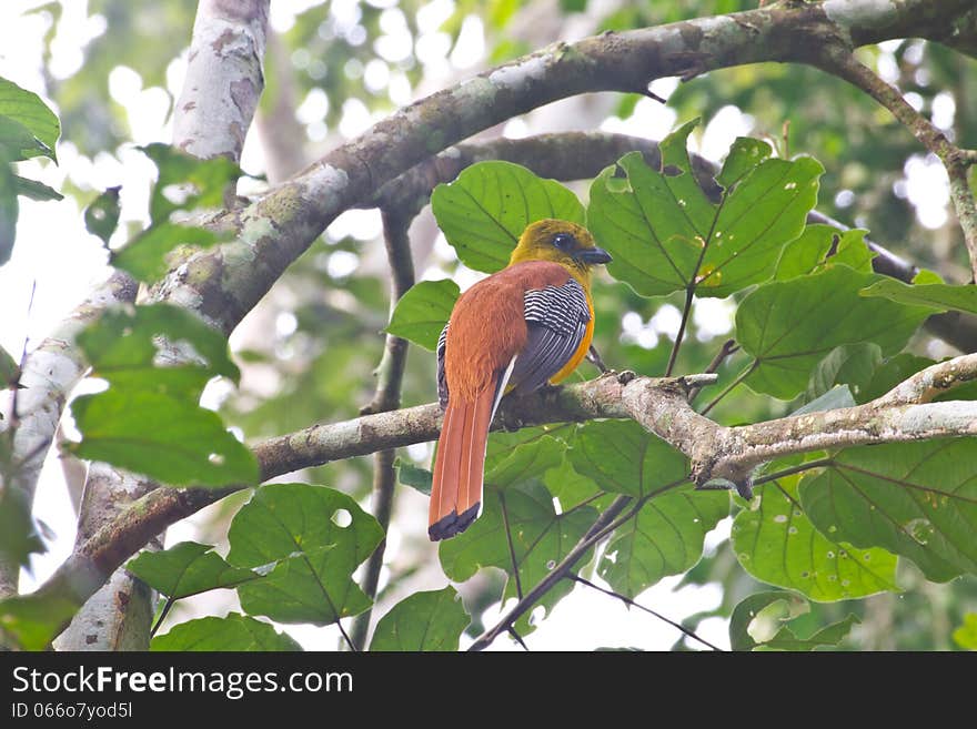 Bird watching in forest