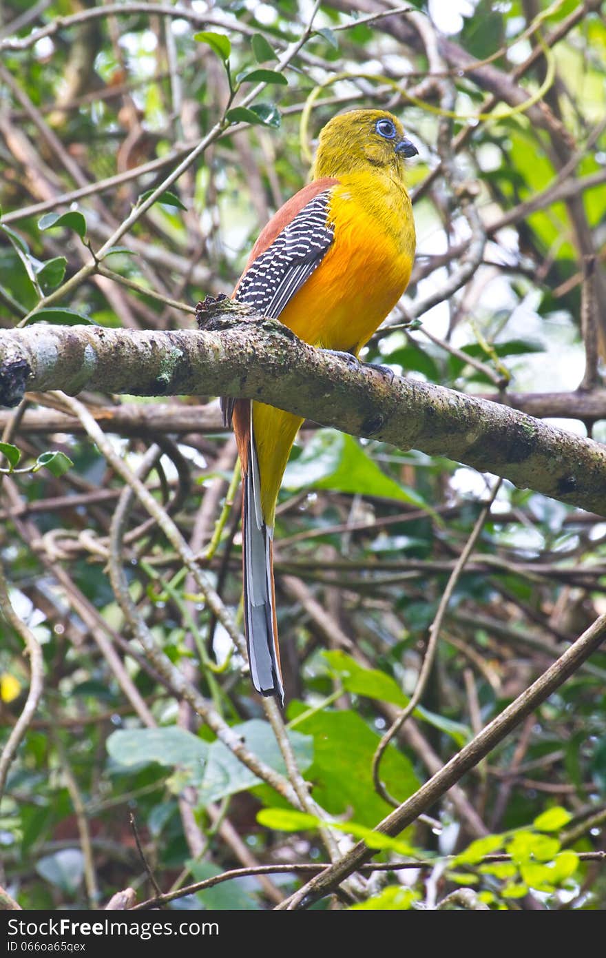 Bird watching in forest, Orange-breasted Trogon in nature