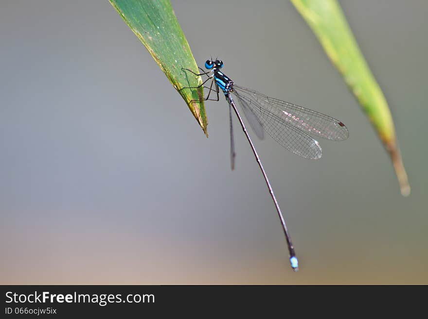 Damselfly resting on branch