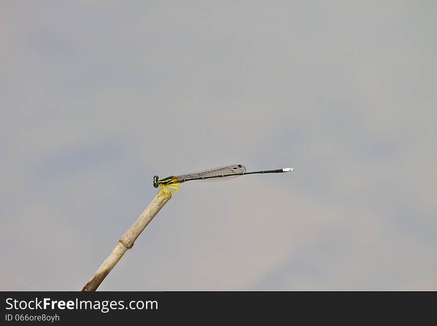 Damselfly resting on branch