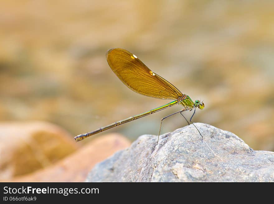 Damselfly resting on stone over river in forest