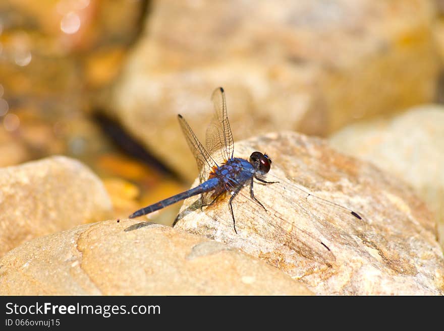 Dragonfly resting on stone near river in forest