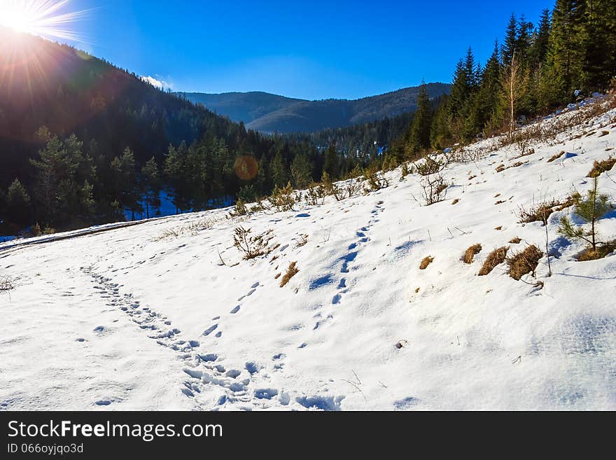 Snowy road to coniferous forest in mountains