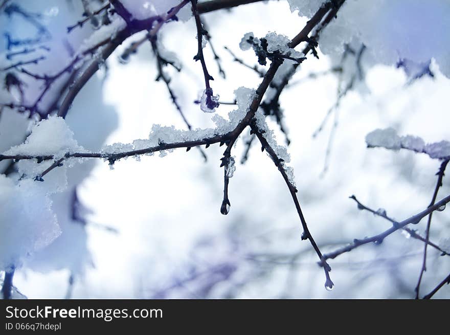 Branch pine with snow and drops. Branch pine with snow and drops