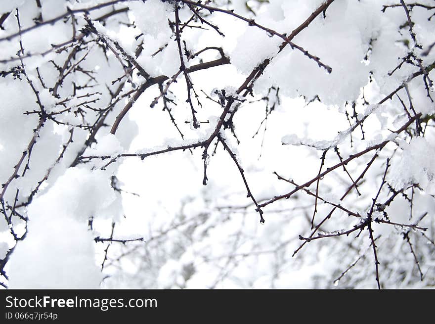 Branch pine with snow and drops. Branch pine with snow and drops