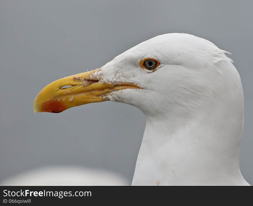 Seagull