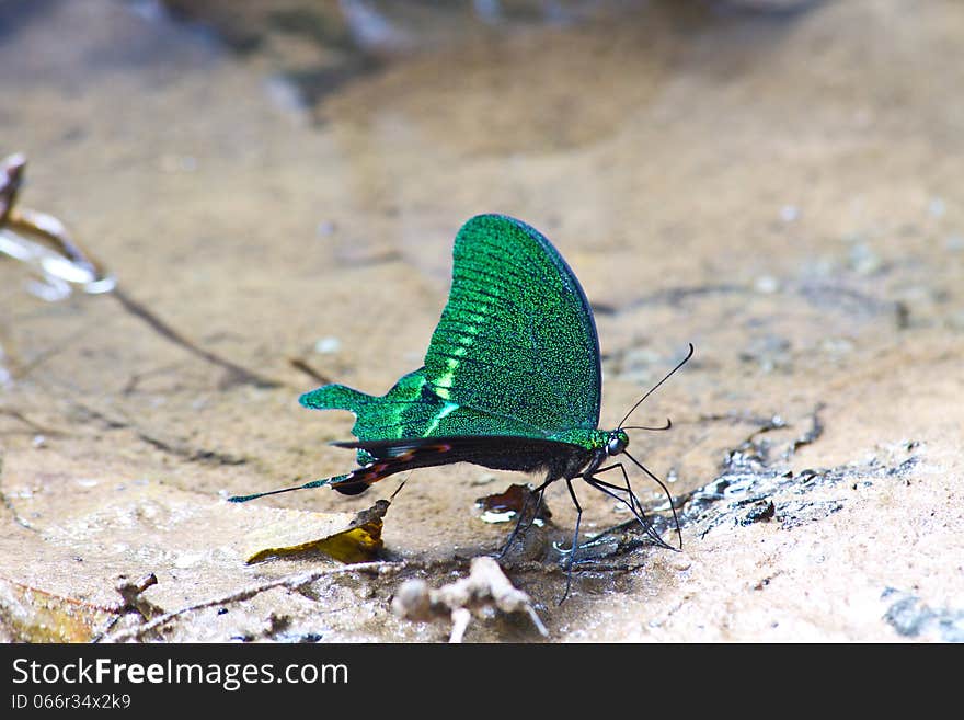 Butterflies are absorption minerals on the ground in forest