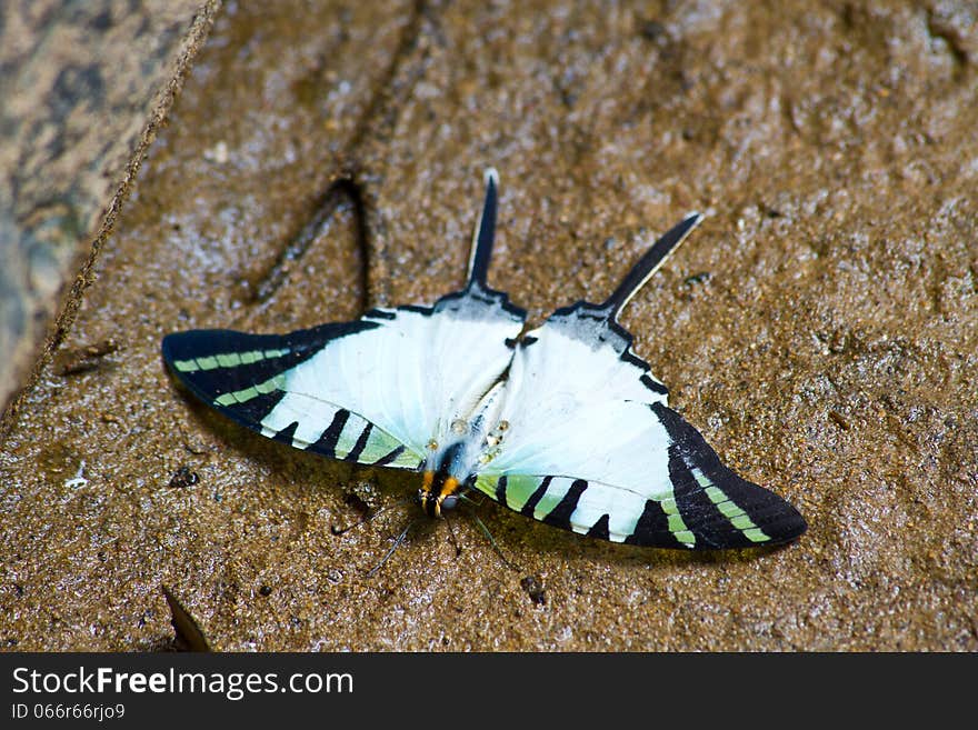 Butterflies are absorption minerals on the ground in forest