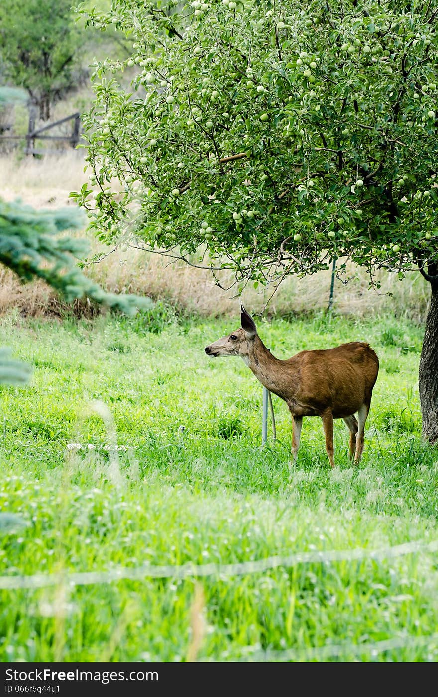 A deer standing under an apple tree in an orchard. A deer standing under an apple tree in an orchard