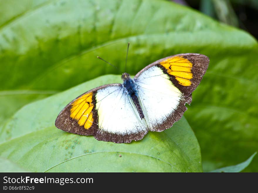 Butterfly on leaf, Ixias pyrene or Yellow Orange Tip species