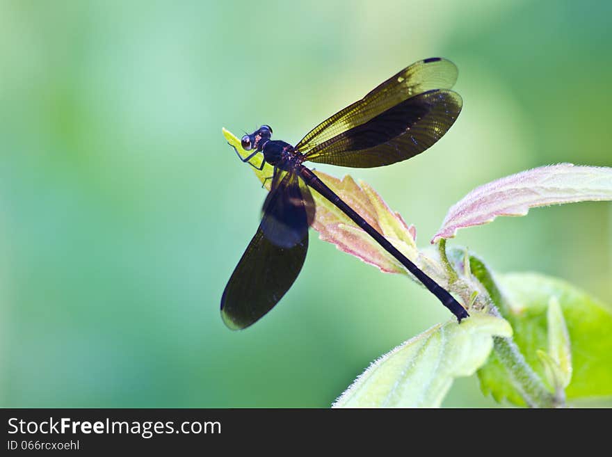 Dragonfly on tree branch in wild nature. Dragonfly on tree branch in wild nature