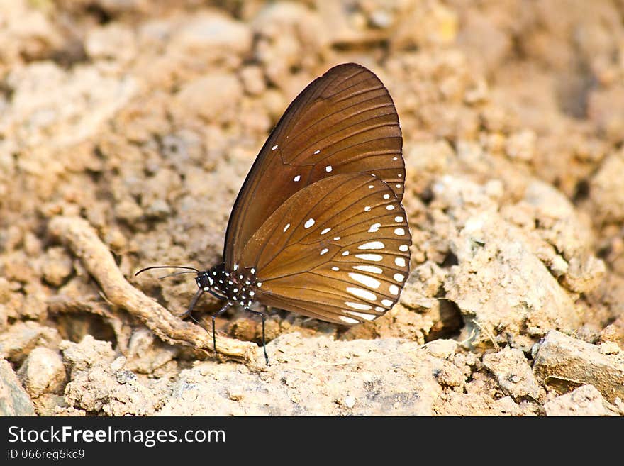 Butterflies are absorption minerals on the ground in forest