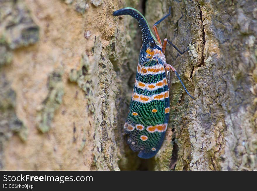 Lanternflies insect, beauty insect on tree in forest