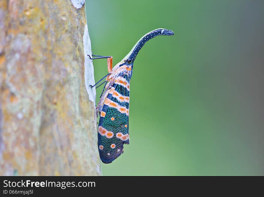 Lanternflies insect, beauty insect on tree in forest