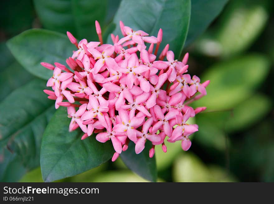 Beautiful pink ixoras flower, West Indian Jasmine flower on it's plant