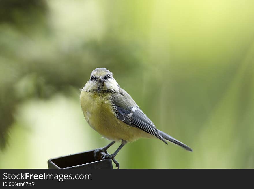 Blue tit portrait