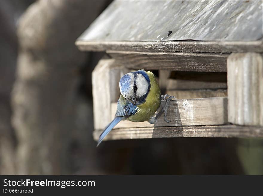 Hello - tit on birdhouse